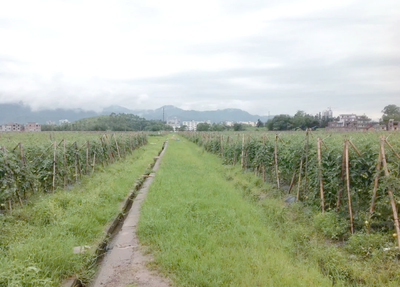 耕地種植新規落地 多類作物獲準種植，樹木與藥材迎來發展機遇