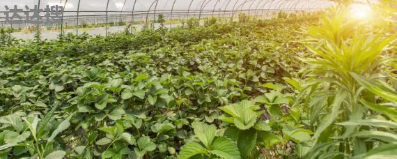 農(nóng)業(yè)發(fā)展經(jīng)營范圍及樹木種植注冊(cè)指南