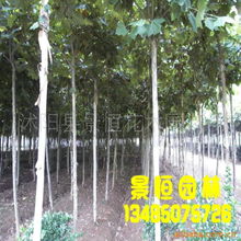 苗木與種相關產品批發 開啟樹木種植新篇章
