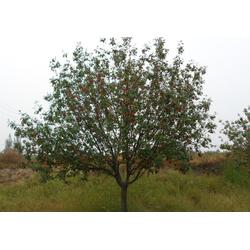 邳州市石博苗木種植專業合作社 專業樹木種植，助力生態建設與綠化發展