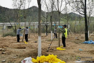 北京興延高速昌平段完成6600畝樹木栽植，構筑京北綠色生態走廊