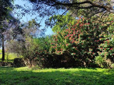 冬日梅子湖 綠意氤氳，清幽氧吧