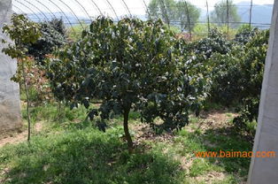 青島綠化苗木供應專家 先森花卉——打造城市綠化的首選伙伴